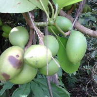 Ochrosia oppositifolia (Lam.) K.Schum.